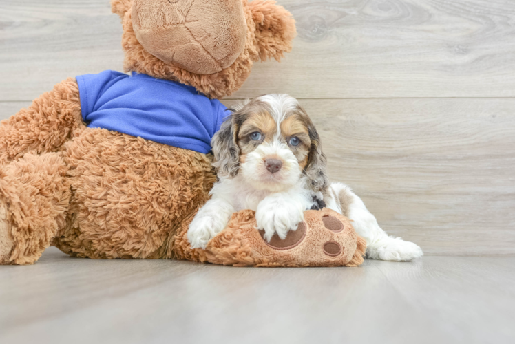 Cockapoo Puppy for Adoption