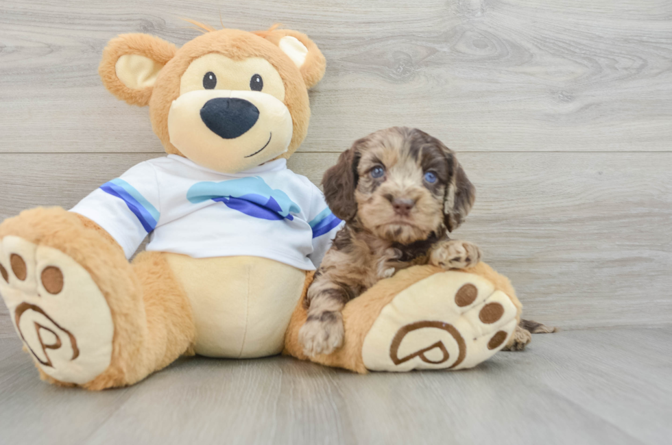 5 week old Cockapoo Puppy For Sale - Windy City Pups