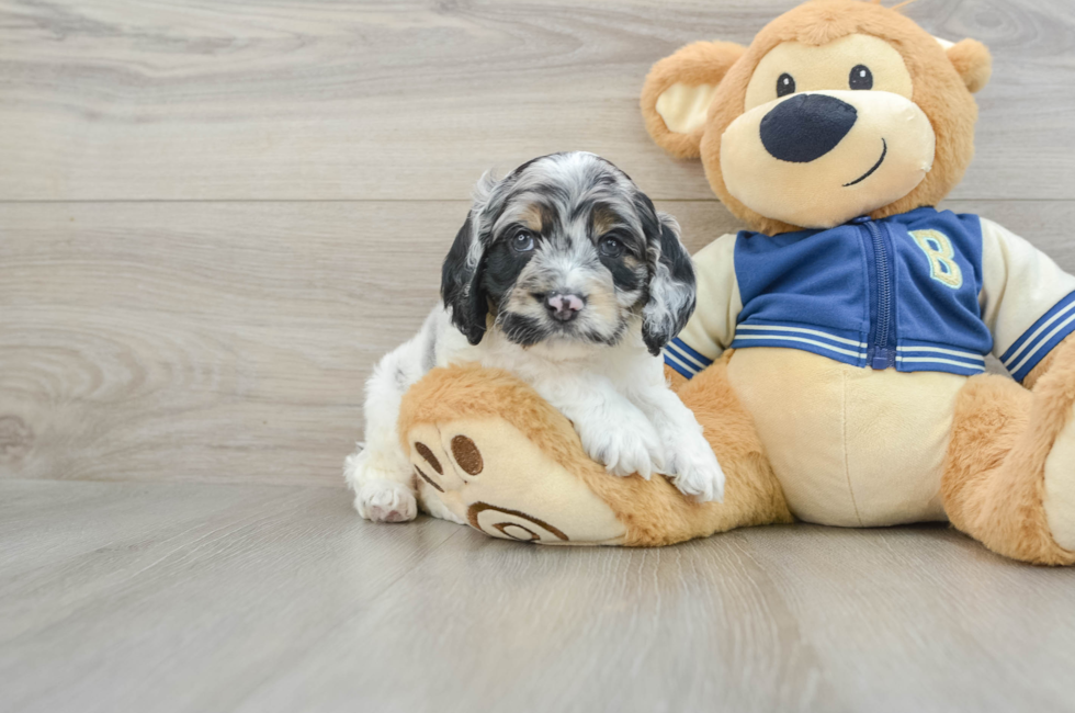 5 week old Cockapoo Puppy For Sale - Windy City Pups