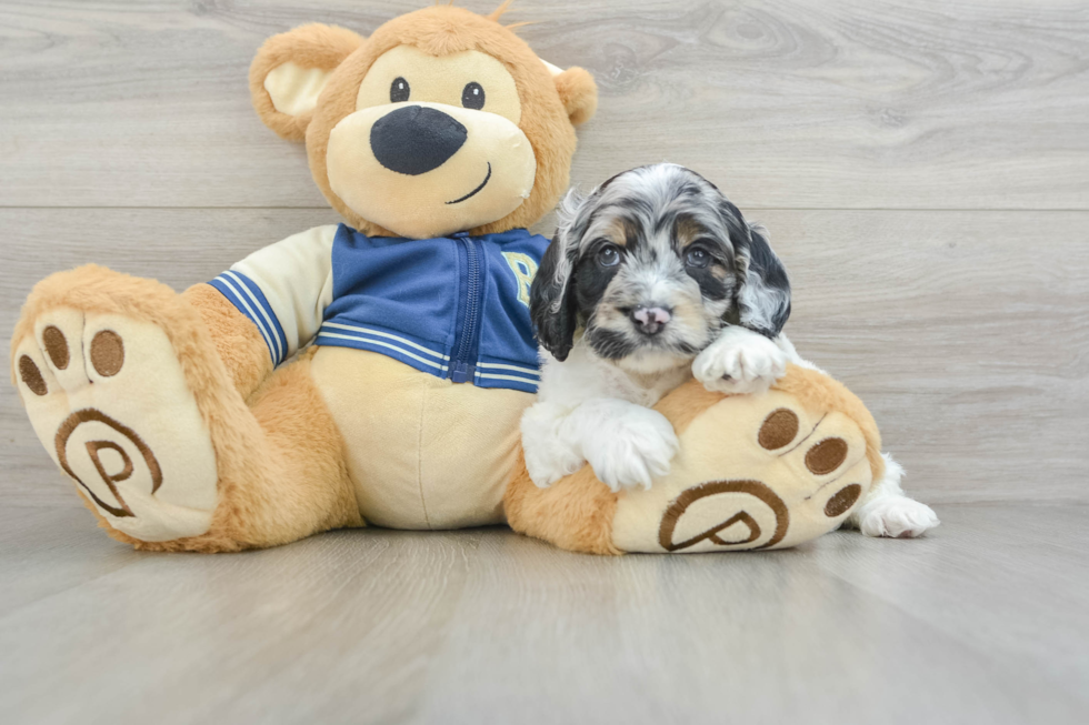 Cockapoo Pup Being Cute