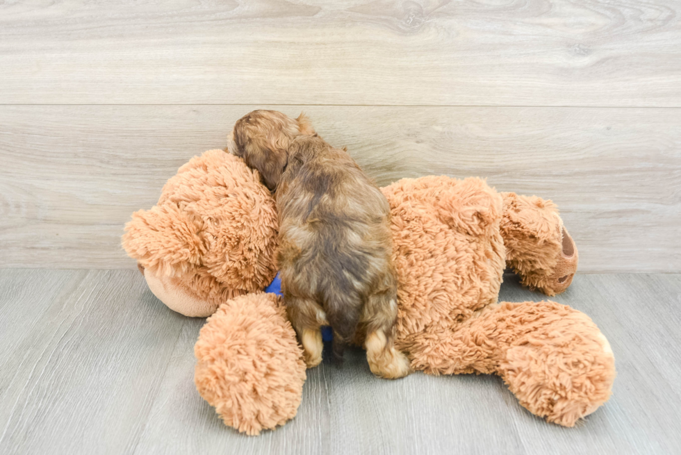 Friendly Cockapoo Baby