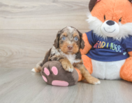 8 week old Cockapoo Puppy For Sale - Windy City Pups