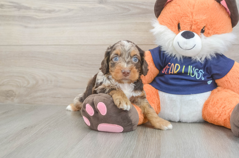 5 week old Cockapoo Puppy For Sale - Windy City Pups