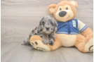 Best Cockapoo Baby