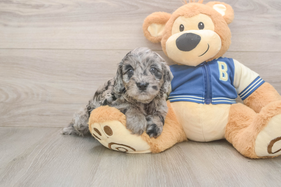 Best Cockapoo Baby