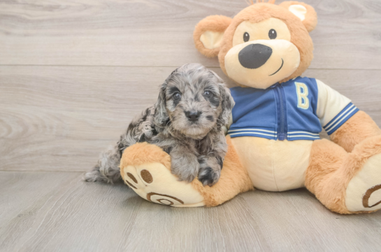 Best Cockapoo Baby