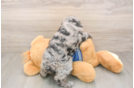 Cockapoo Puppy for Adoption