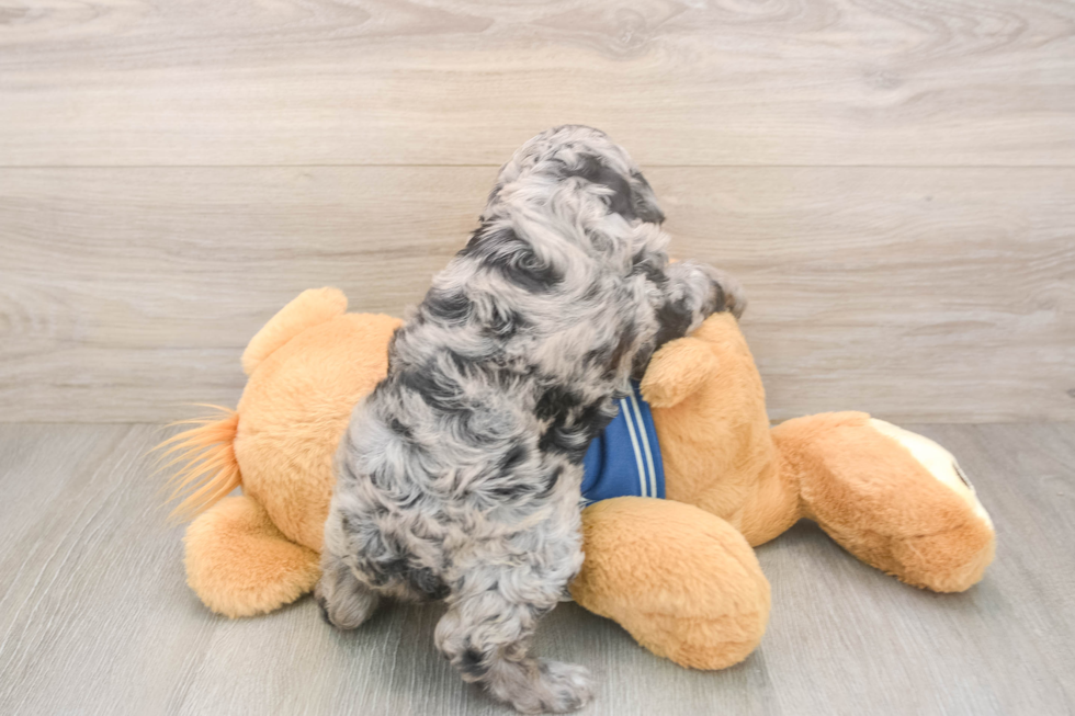 Cockapoo Puppy for Adoption