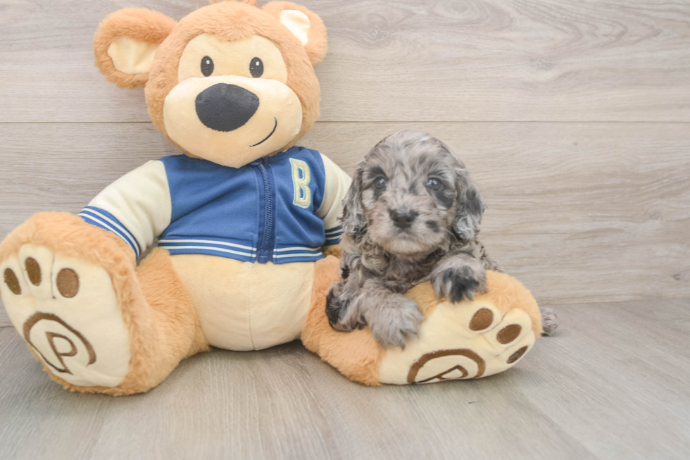 Sweet Cockapoo Baby