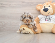 7 week old Cockapoo Puppy For Sale - Windy City Pups