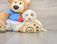 5 week old Cockapoo Puppy For Sale - Windy City Pups