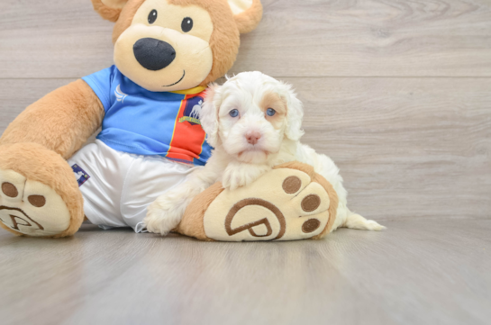 Best Cockapoo Baby