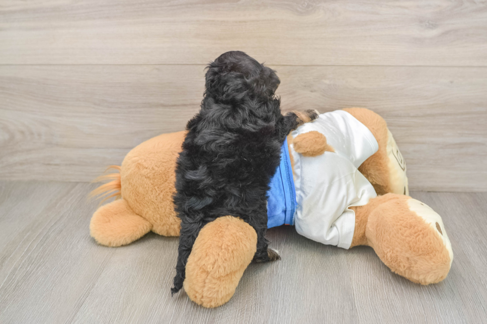 Adorable Cocker Doodle Poodle Mix Puppy