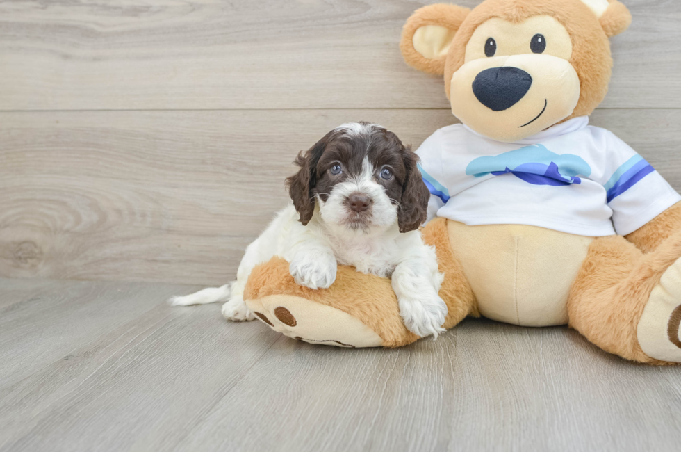 5 week old Cockapoo Puppy For Sale - Windy City Pups