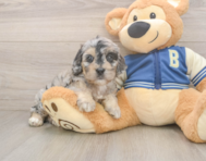 6 week old Cockapoo Puppy For Sale - Windy City Pups