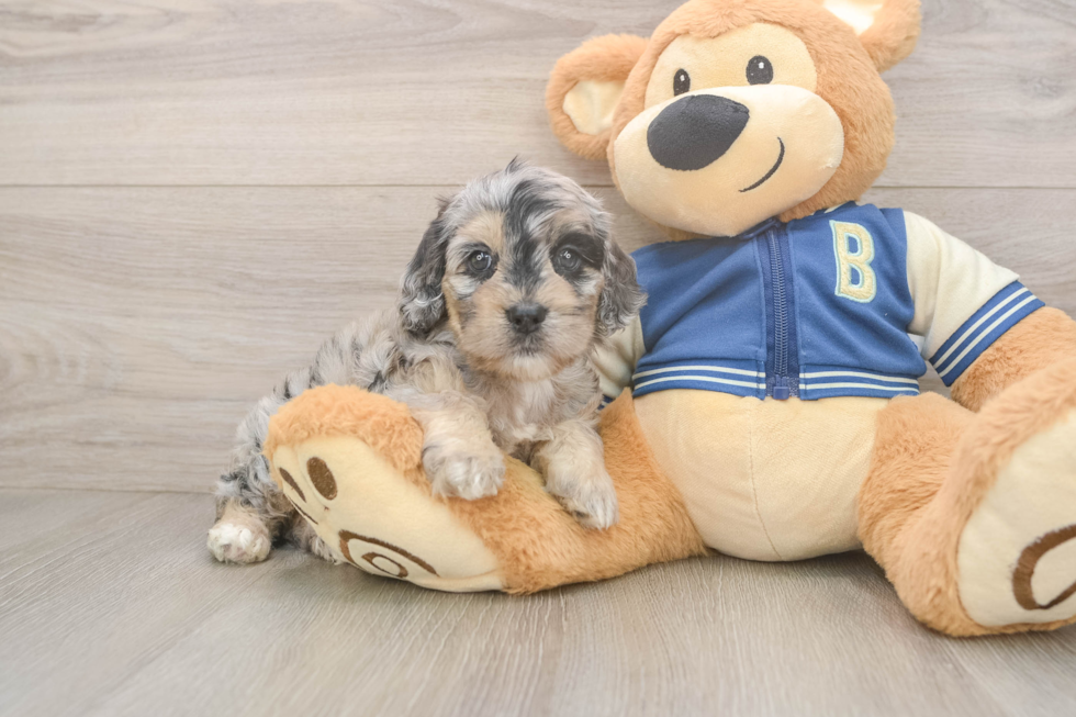 Petite Cockapoo Poodle Mix Pup