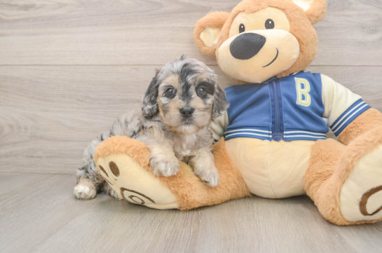 Petite Cockapoo Poodle Mix Pup