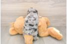 Hypoallergenic Cocker Doodle Poodle Mix Puppy