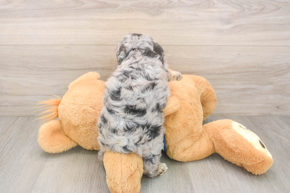 Hypoallergenic Cocker Doodle Poodle Mix Puppy
