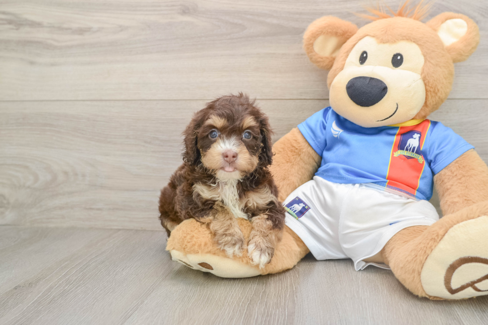 Best Cockapoo Baby