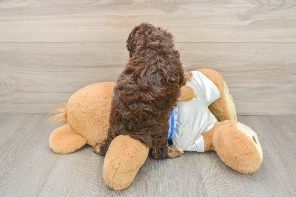 Cockapoo Pup Being Cute