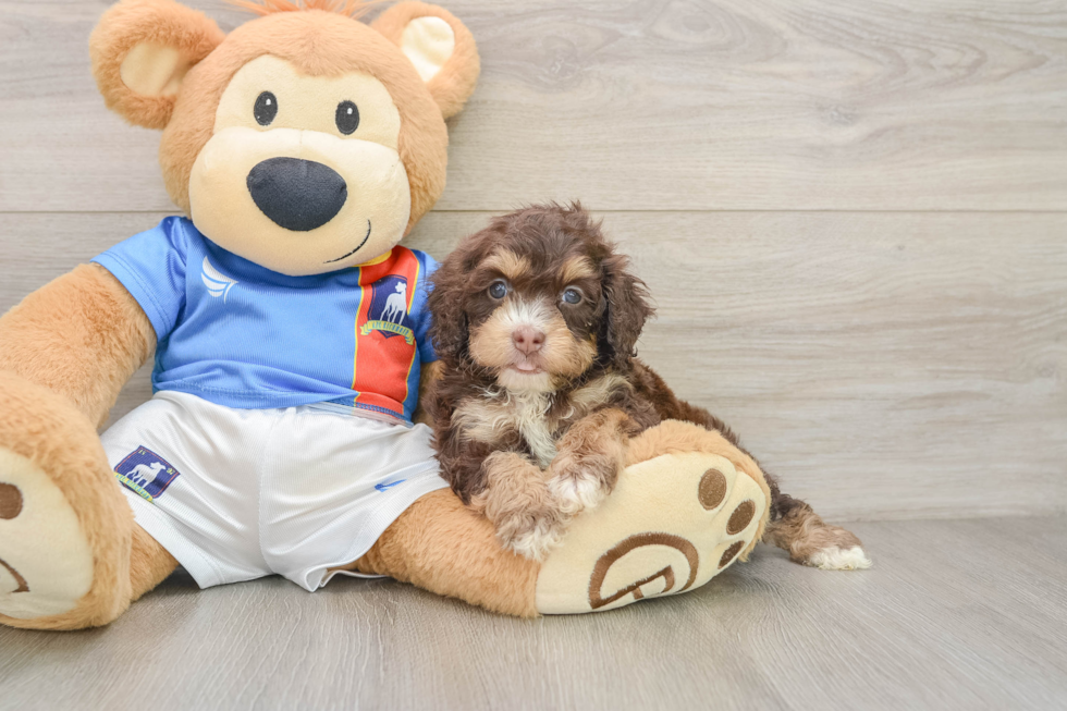 Hypoallergenic Cocker Doodle Poodle Mix Puppy