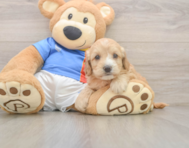 8 week old Cockapoo Puppy For Sale - Windy City Pups