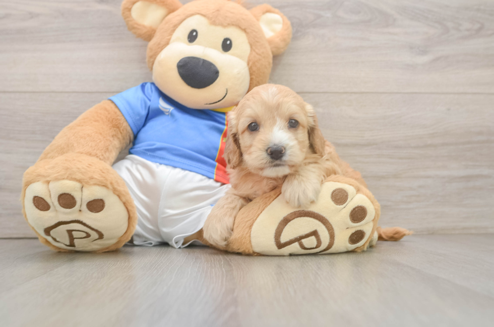 5 week old Cockapoo Puppy For Sale - Windy City Pups