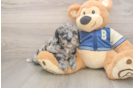 Cockapoo Puppy for Adoption