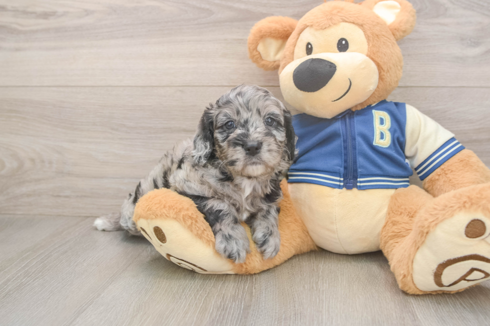 Cockapoo Puppy for Adoption
