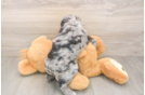 Cockapoo Puppy for Adoption