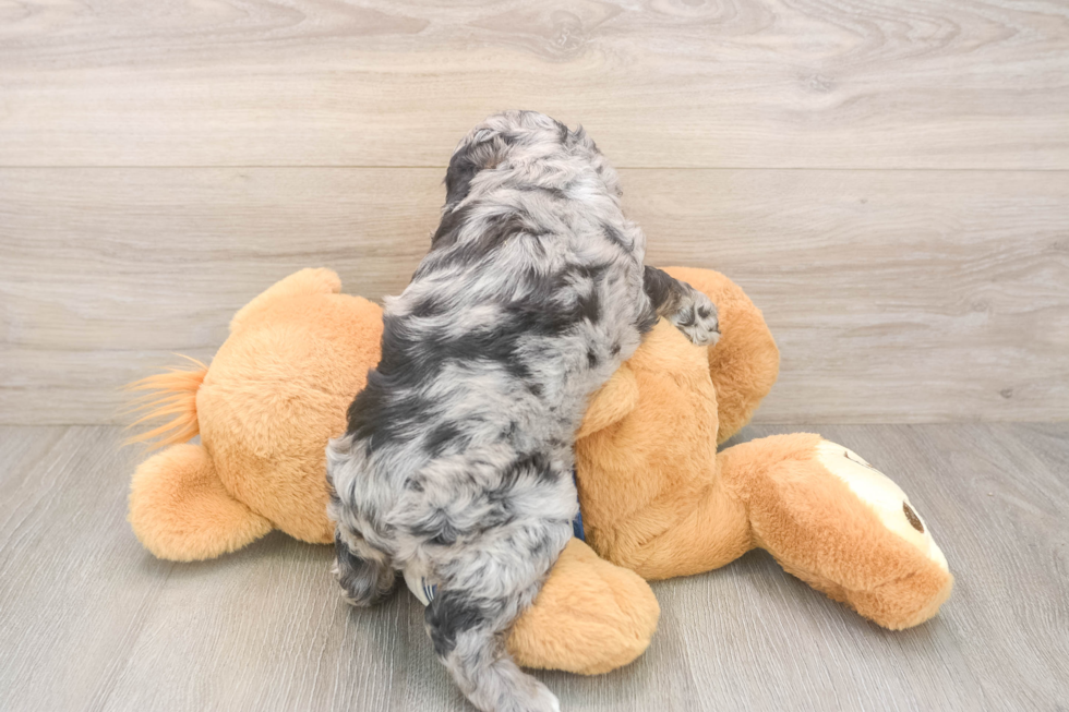 Cockapoo Puppy for Adoption