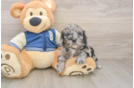 Cockapoo Puppy for Adoption