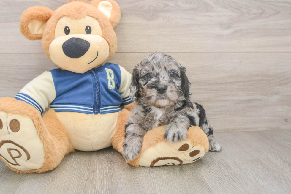 Cockapoo Puppy for Adoption