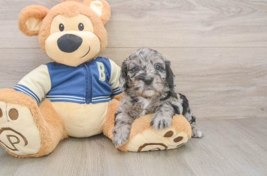 Cockapoo Puppy for Adoption