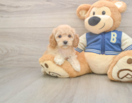 7 week old Cockapoo Puppy For Sale - Windy City Pups