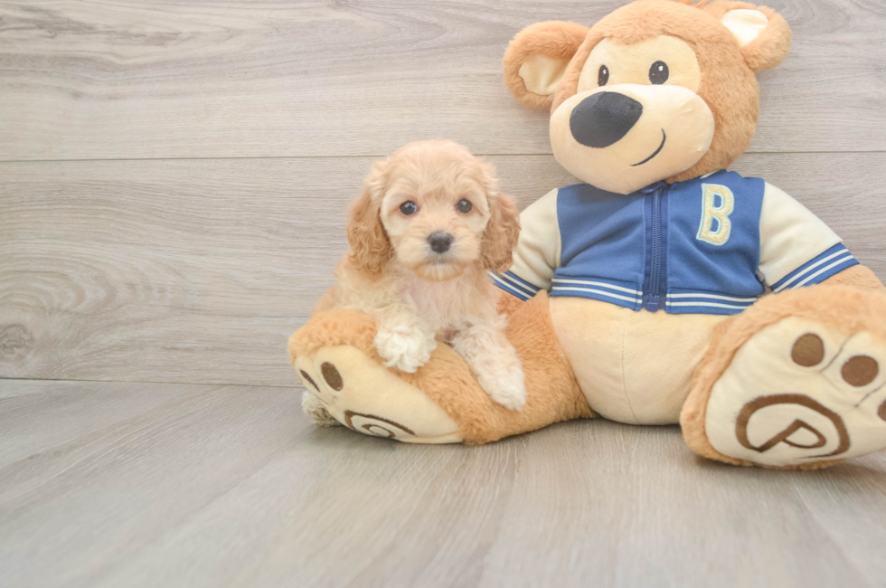 6 week old Cockapoo Puppy For Sale - Windy City Pups