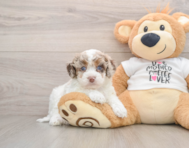 7 week old Cockapoo Puppy For Sale - Windy City Pups