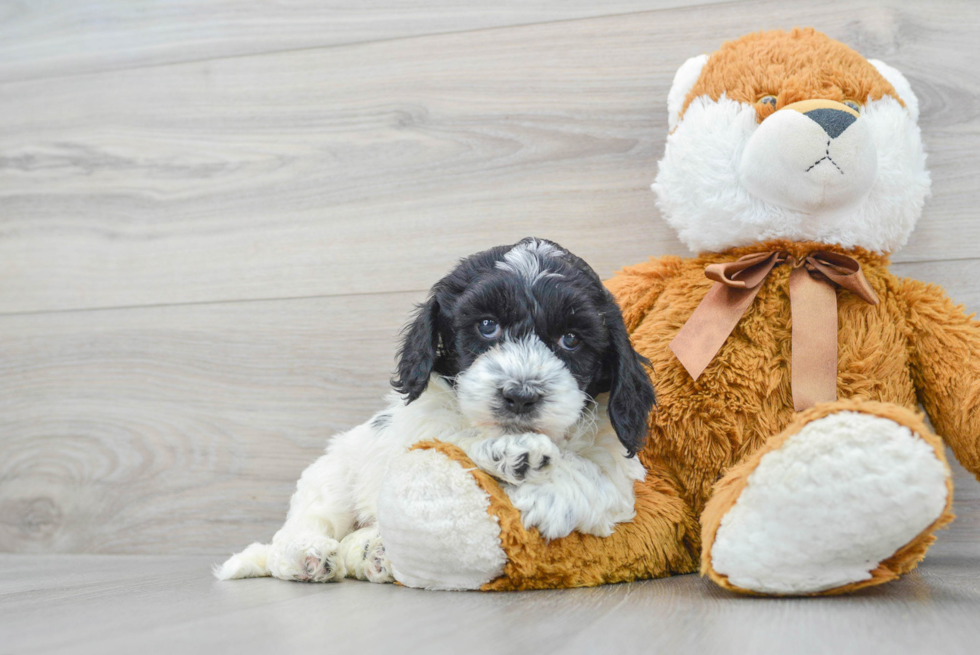 Adorable Cockerpoo Poodle Mix Puppy