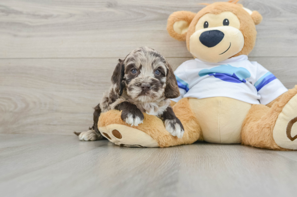 5 week old Cockapoo Puppy For Sale - Windy City Pups