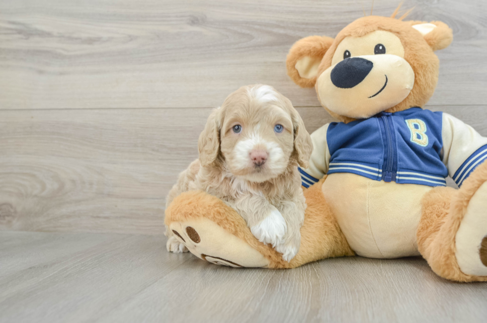 5 week old Cockapoo Puppy For Sale - Windy City Pups