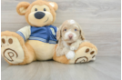 Adorable Cocker Doodle Poodle Mix Puppy