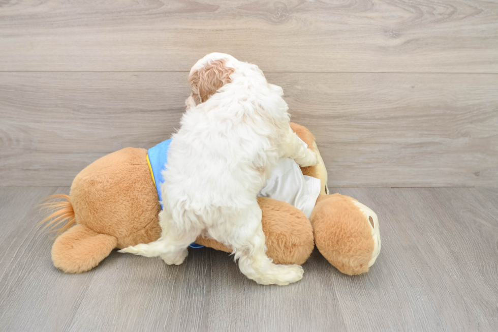 Cockapoo Puppy for Adoption