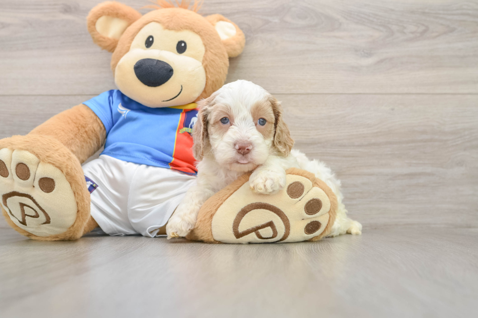 Smart Cockapoo Poodle Mix Pup