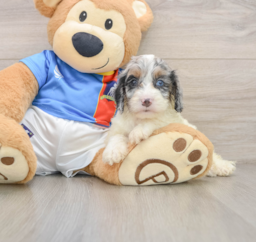 8 week old Cockapoo Puppy For Sale - Windy City Pups