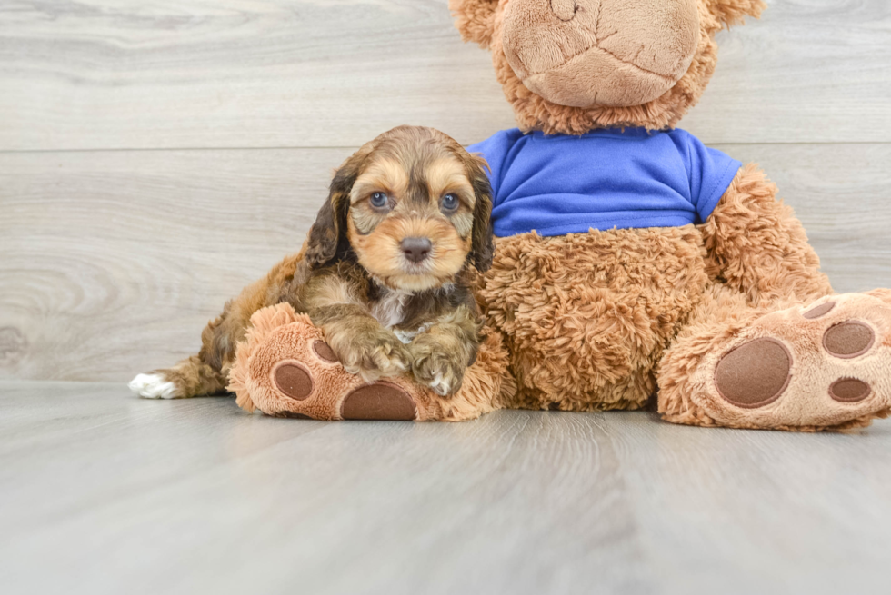 Cockapoo Puppy for Adoption