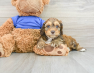 8 week old Cockapoo Puppy For Sale - Windy City Pups