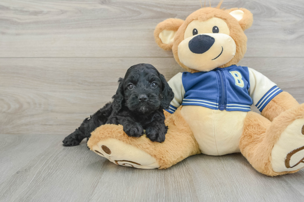 5 week old Cockapoo Puppy For Sale - Windy City Pups