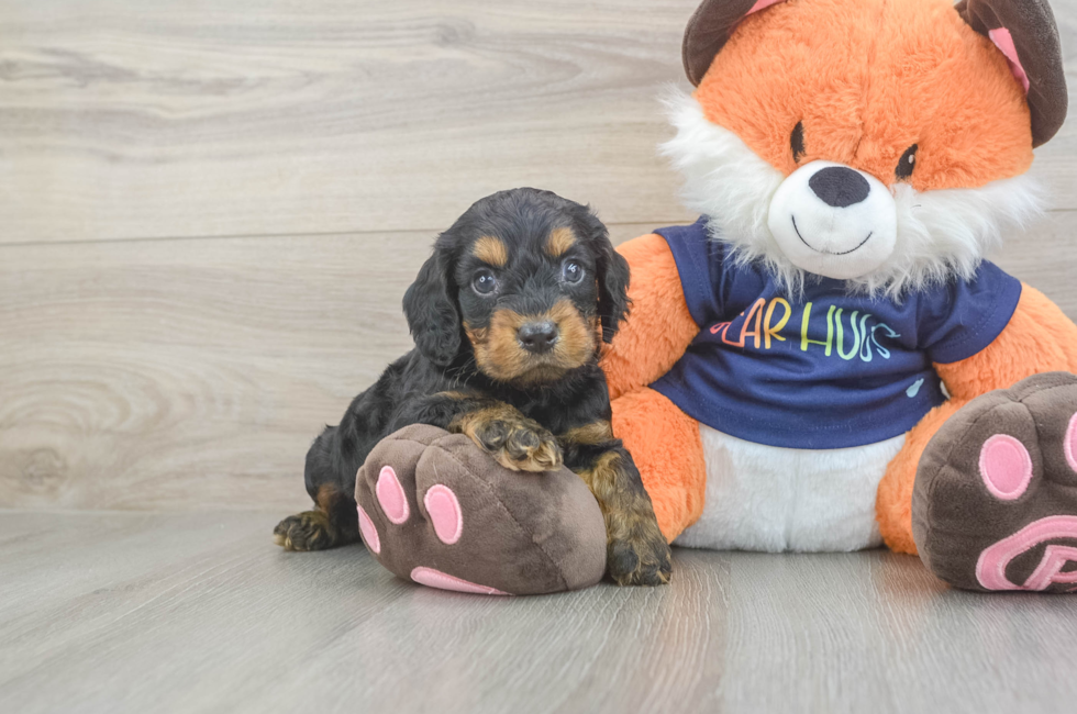 5 week old Cockapoo Puppy For Sale - Windy City Pups