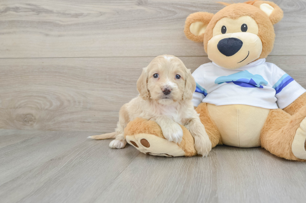 5 week old Cockapoo Puppy For Sale - Windy City Pups